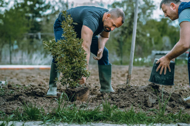 Best Tree Trimming and Pruning  in National City, CA