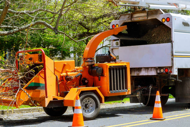 How Our Tree Care Process Works  in  National City, CA
