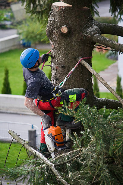 Best Tree Mulching  in National City, CA
