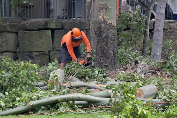 Best Commercial Tree Services  in National City, CA