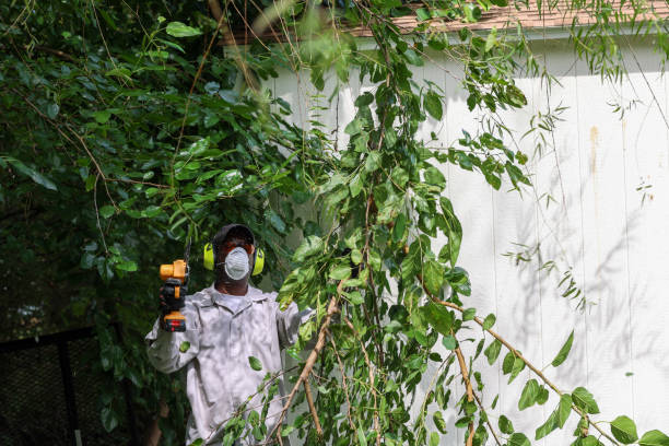 Tree and Shrub Care in National City, CA