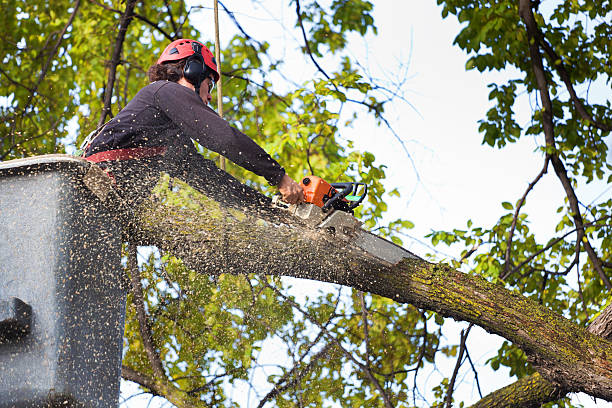 Best Tree Preservation Services  in National City, CA